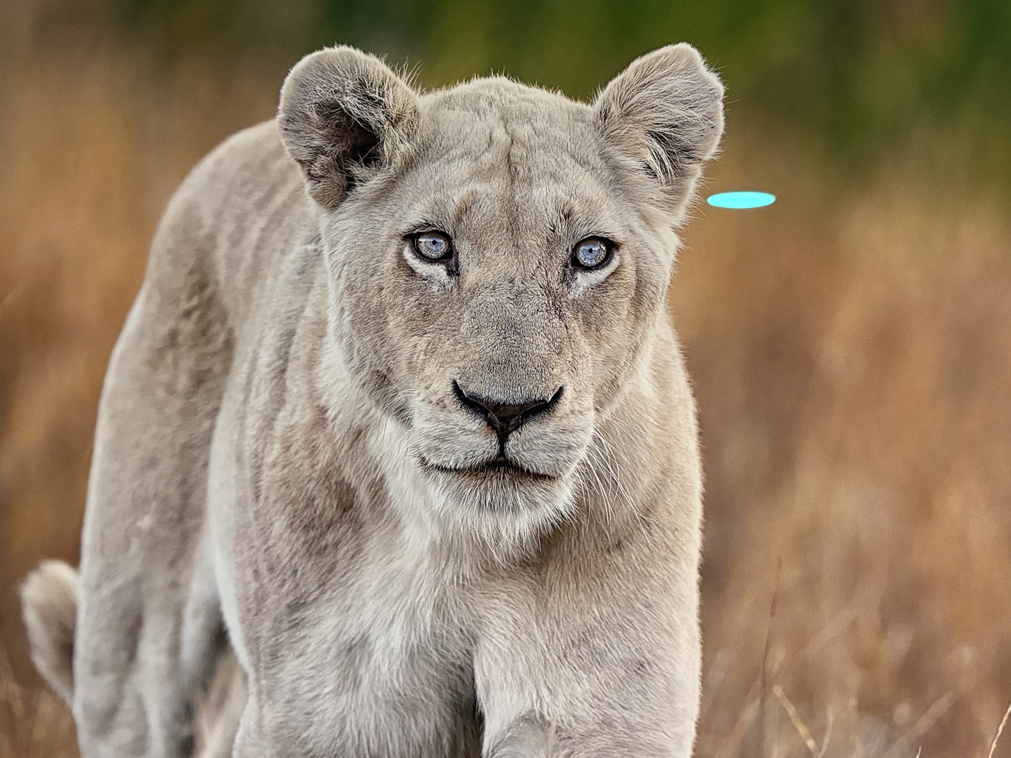 lioness